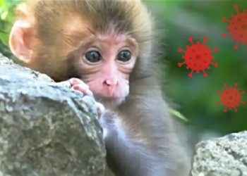 Maymun Çiçeği Virüsü Nasıl Bulaşır?