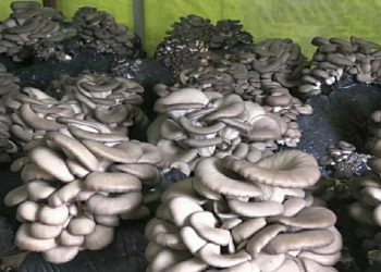 İstiridye Mantarı Yetiştiriciliği Nasıl Yapılır?
