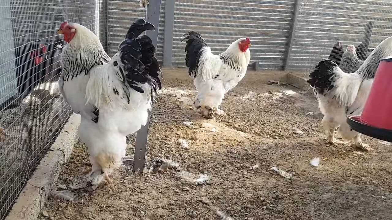 En Büyük Horoz Irkı, Dünyanın En Büyük Hayvanları