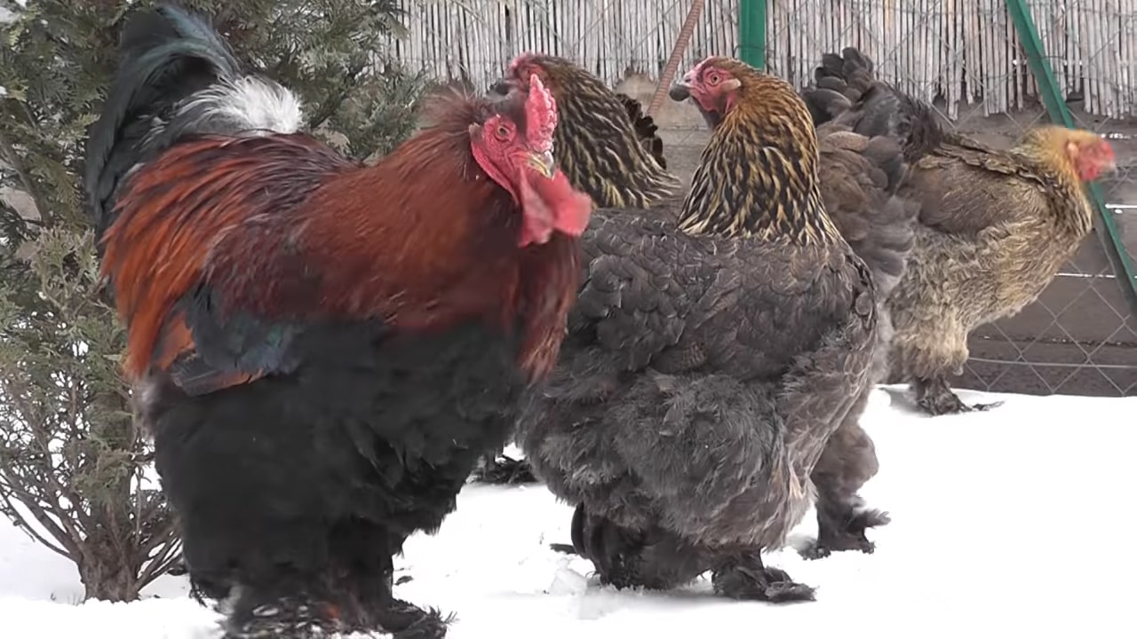 En Büyük Horoz Irkı, Dünyanın En Büyük Hayvanları