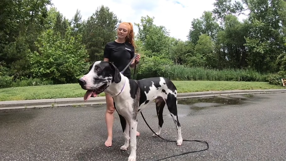 Dünyanın En Büyük Köpek Irkı - Dünyanın En Büyük Hayvanları