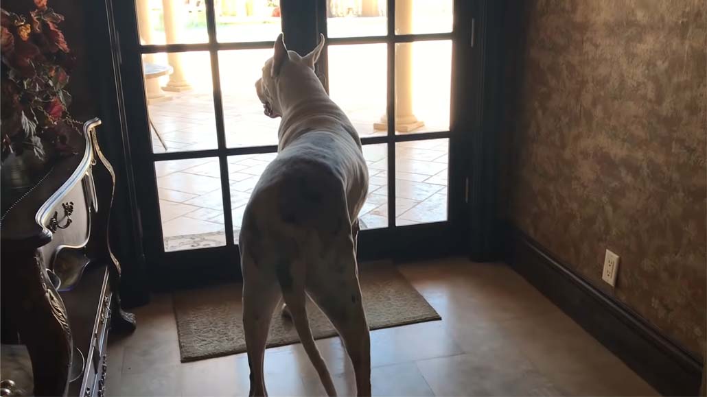 Dünyanın En Büyük Köpek Irkı - Dünyanın En Büyük Hayvanları