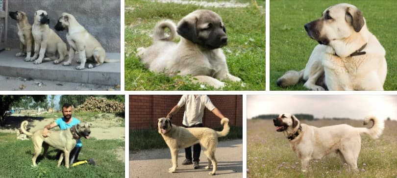 Anadolu Çoban Köpeği Yavrusu