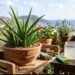Aloe Vera Faydaları Nelerdir?